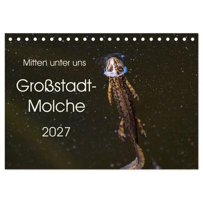 Mitten unter uns - Großstadt-Molche (Tischkalender 2027 DIN A5 quer), CALVENDO Monatskalender
