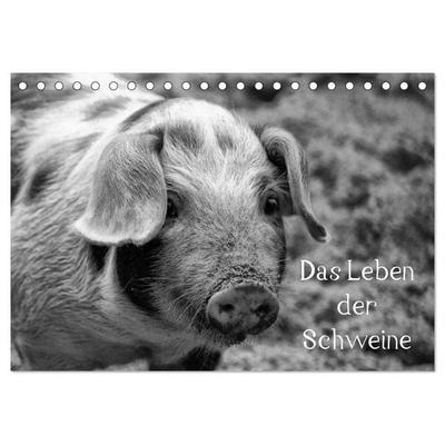 Das Leben der Schweine (Tischkalender 2027 DIN A5 quer), CALVENDO Monatskalender