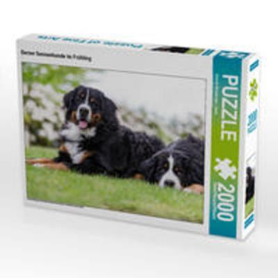 CALVENDO Puzzle Berner Sennenhunde im Frühling | 2000 Teile Lege-Größe 90 × 67 cm Foto-Puzzle für glückliche Stunden