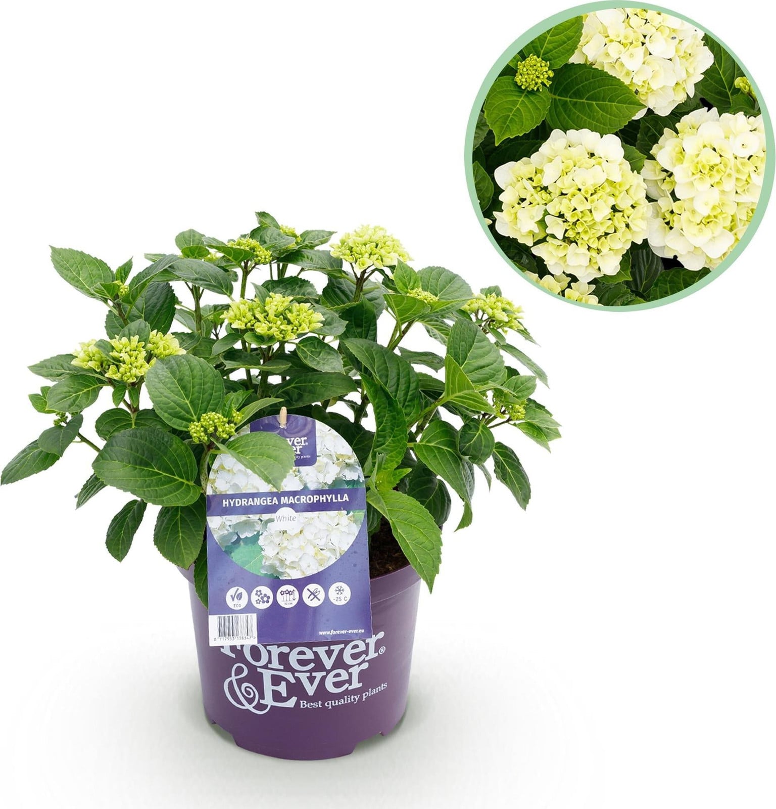 Oasis of Life Hortensia Hydrangea macrophylla Forever & Ever wit balkonplant 23cm 55cm