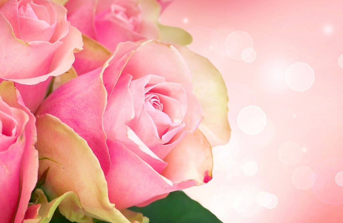 Fototapete PAPERMOON "ROSEN-BLUMEN ART DESIGN ABSTRAKT MUSTER DECOR KUNST", bunt, B:5m L:2,8m, Vlies, Tapeten, Fototapete bunt B/L: 5m x 2,8m, Bahnen: 10 Stk.