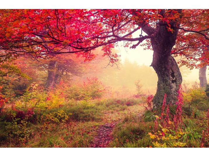 Fototapete PAPERMOON Autumn Trees , bunt, B:1,5m L:1,11m, Vlies, Tapeten, Fototapete