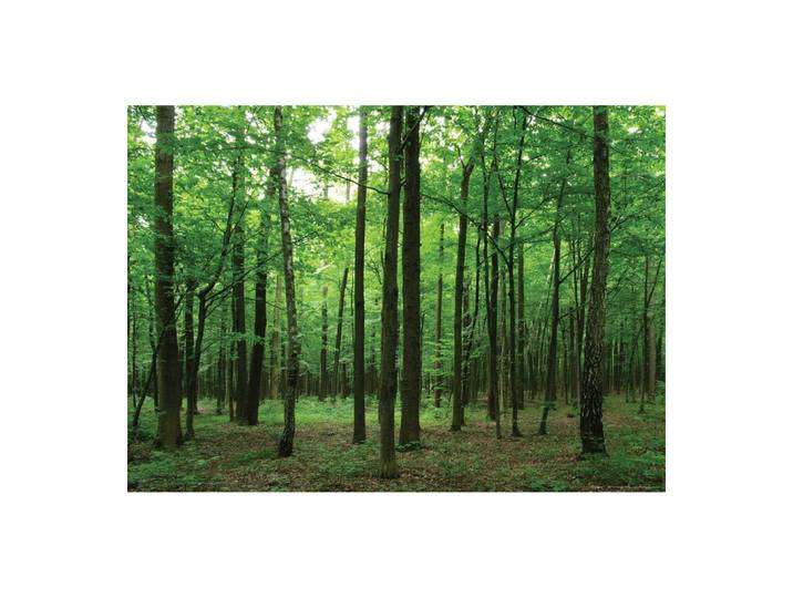 Forest\, Photo Murale Intissée\, 155x110 Cm\, 1 Part