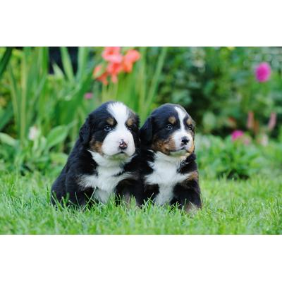 Papermoon "Berner Sennenhunde"