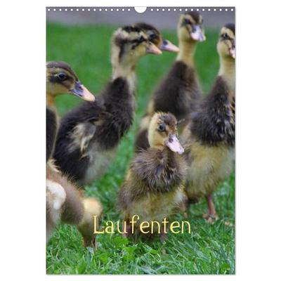 Laufenten (Wandkalender 2026 DIN A3 hoch), CALVENDO Monatskalender