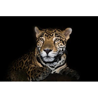 Fototapete PAPERMOON "Leopard", bunt, B:4,5m L:2,8m, Vlies, Tapeten