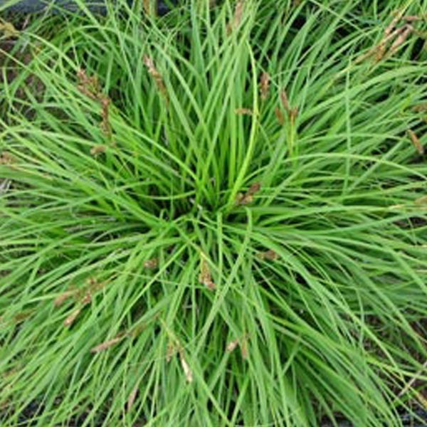 6 x Carex caryophyllea 'The Beatles' Segge - Pot van 9x9 cm