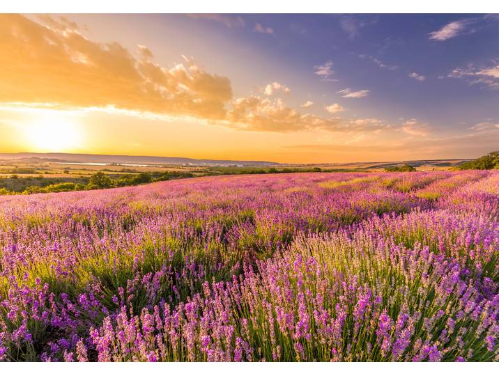 Fototapete PAPERMOON Lavender Field , bunt, B:1,5m L:1,11m, Vlies, Tapeten, Fototapete