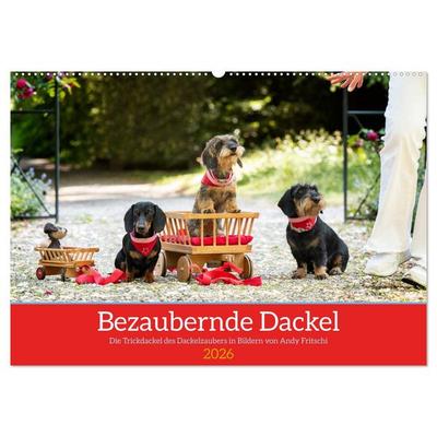 Bezaubernde Dackel (Wandkalender 2026 DIN A2 quer), CALVENDO Monatskalender