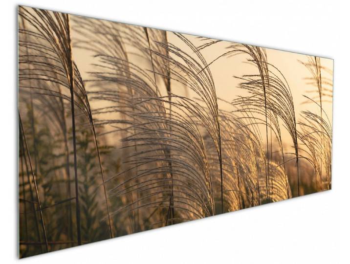 Wallario Küchenrückwand Schilf im Wind, (1-tlg)