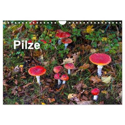 Pilze (Wandkalender 2027 DIN A4 quer), CALVENDO Monatskalender