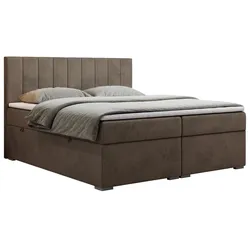 BOXBETT LOPE 160/200 - Braun Velvet - H3