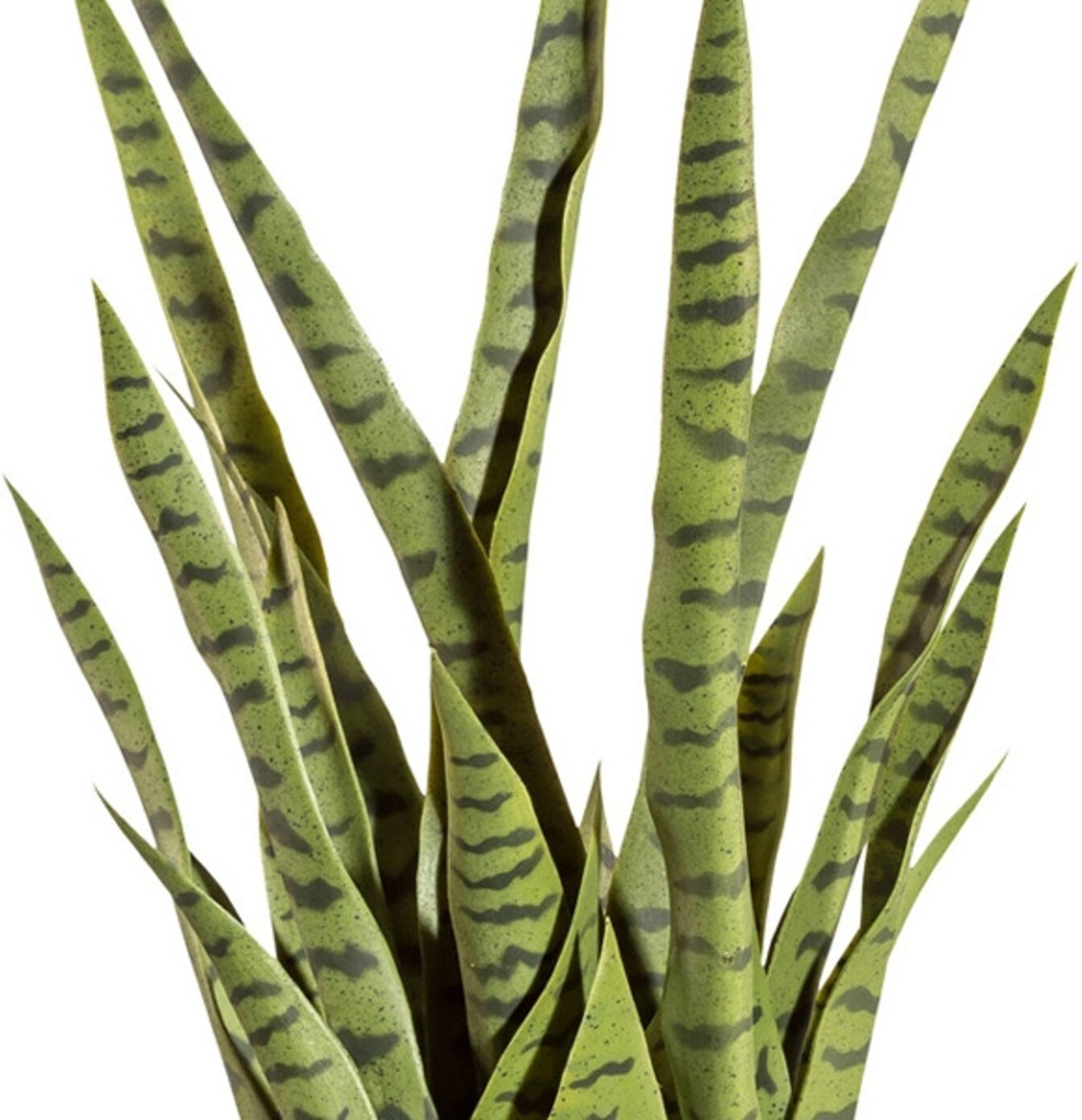 Gasper Sanservieria Grün  Grün