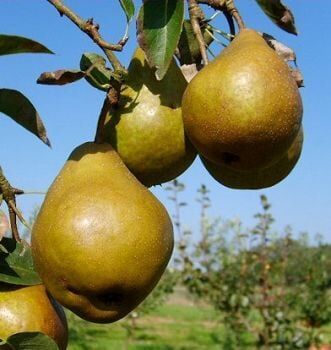 Pflanzen Birnenbaum Tongern 7,5 L Container