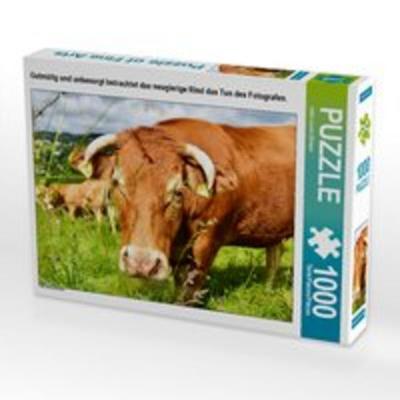 CALVENDO Puzzle Gutmütig und unbesorgt betrachtet das neugierige Rind das Tun des Fotografen. 1000 Teile Lege-Größe 64 x 48 cm Foto-Puzzle Bild von