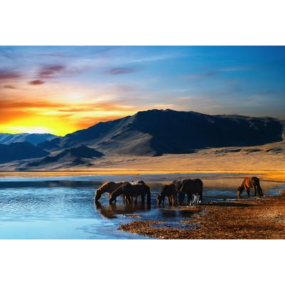 Fototapete PAPERMOON "Drinking Horses", bunt, B:2m L:1,49m, Vlies, Tapeten