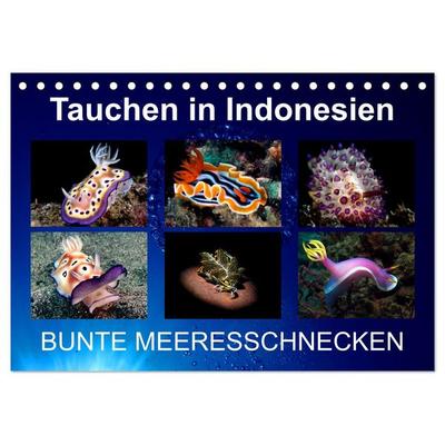Tauchen in Indonesien - BUNTE MEERESSCHNECKEN (Tischkalender 2026 DIN A5 quer), CALVENDO Monatskalender
