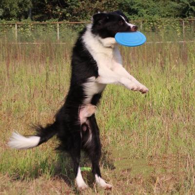 The Handy Homestead Floating Dog Frisbee Ring Toy For Fetch Training And Outdoor Play red