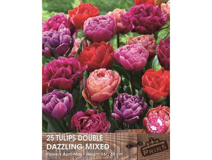 Prins tulpen dazzling mix 25 bollen