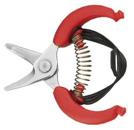 Asonia Citrusschiller 10,5 cm