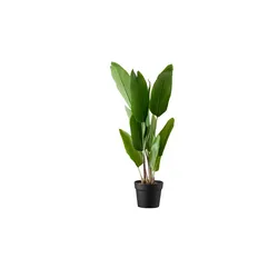 Strelitzia getopft   , grün , Kunststoff , Maße (cm): H: 70