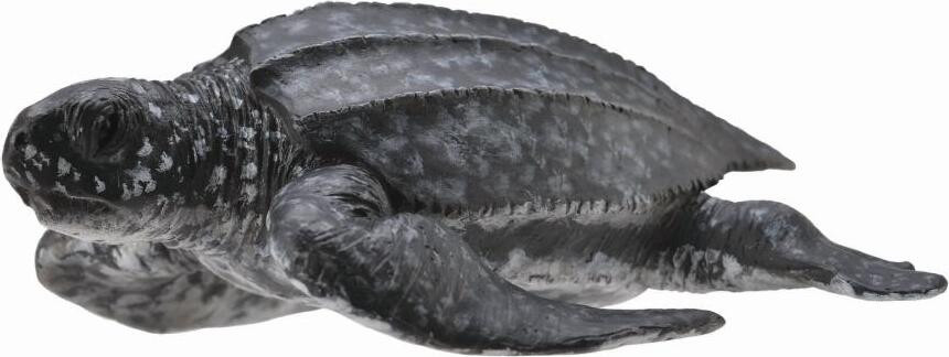 Collecta Grote huid van een dier