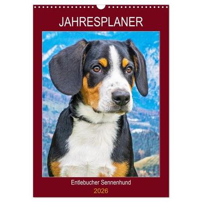 Jahresplaner Entlebucher Sennenhund (Wandkalender 2026 DIN A3 hoch), CALVENDO Monatskalender