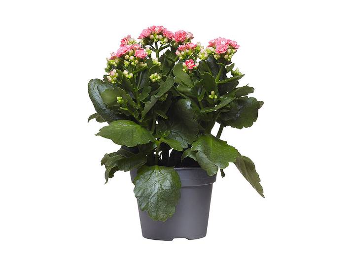 Qualité & Prix Gefüllte Kalanchoe ⌀ 13 cm