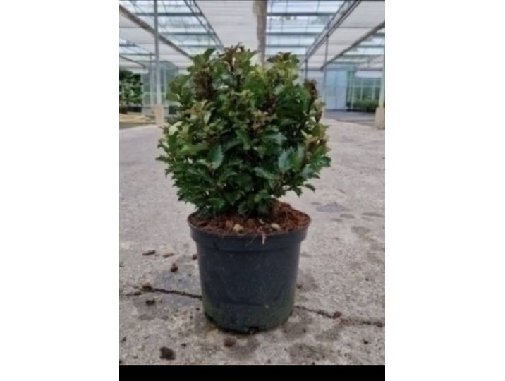 Ilex meserveae 'Little Rascal' - Japanse hulst 20- 25 cm in pot