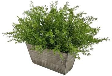House of Silk Flowers Faux Asparagus Fern in Wood Mini Ledge Planter