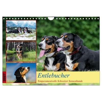 Entlebucher - Temperamentvolle Schweizer Sennenhunde (Wandkalender 2027 DIN A4 quer), CALVENDO Monatskalender