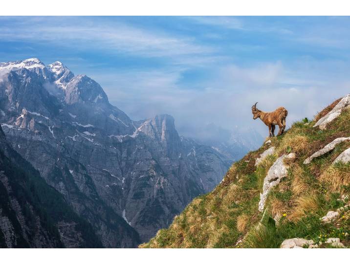 Fototapete PAPERMOON Photo-Art ALES KRIVEC, ALPINE IBEX IN DEN BERGEN , bunt, B:5m L:2,8m, Vlies, Tapeten, Fototapete