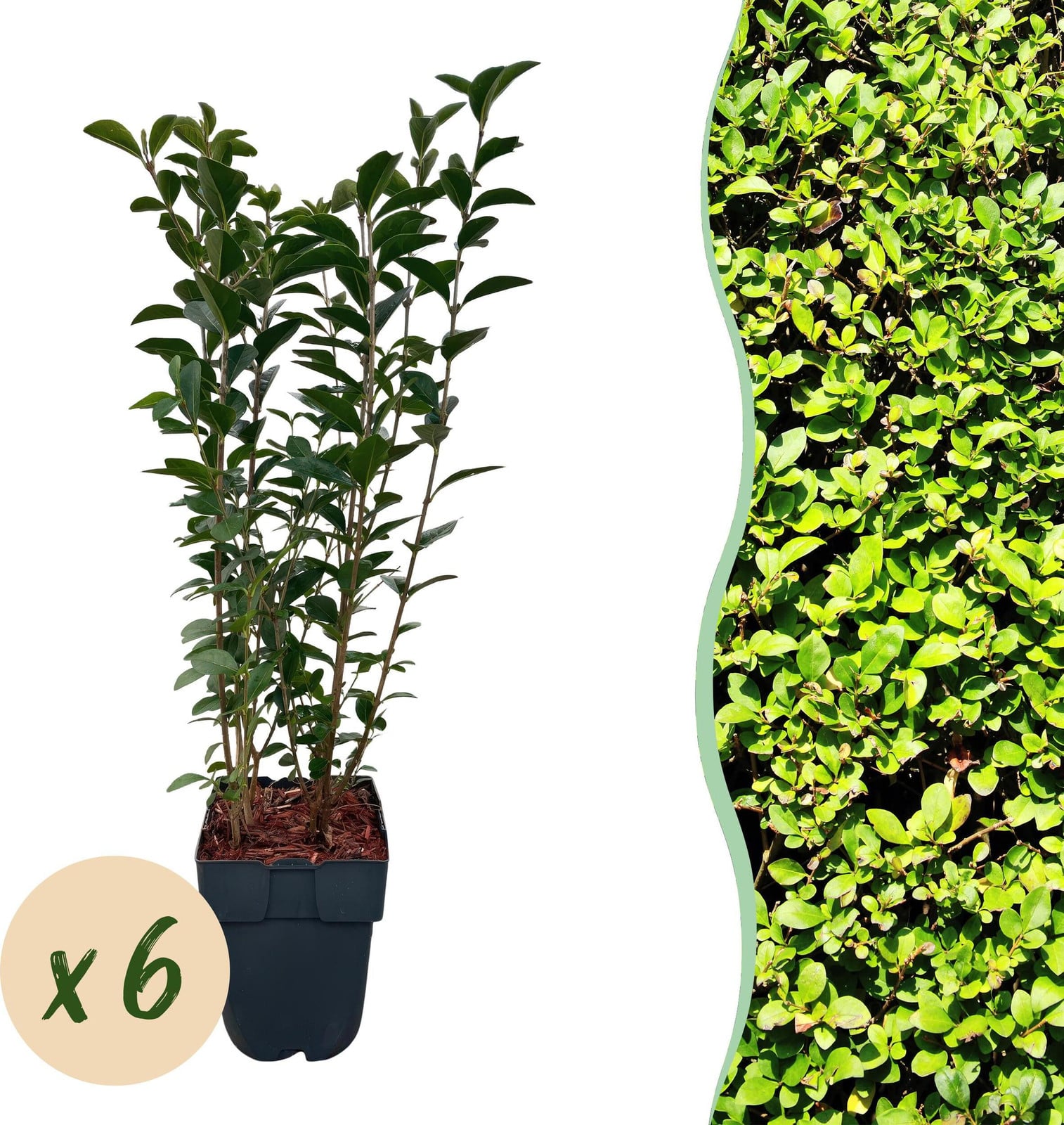 Ligustrum ovalifolium groenblijvende haagplant 6 stuks - Groen - Hoogte: 45-55 cm, Diameter: 18 cm, Pot: 17 cm - Pflanzenboutique