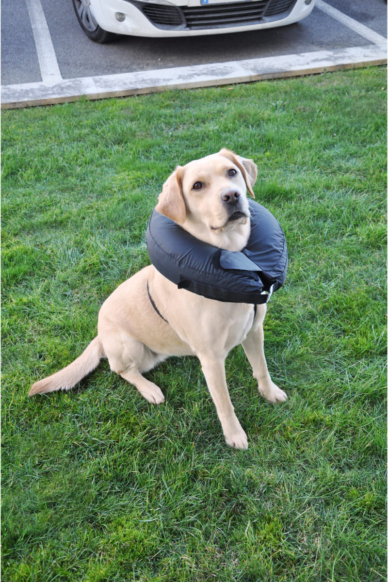Camon Collare Protettivo per Cane XL