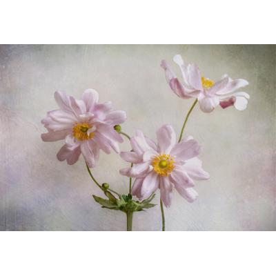 Fototapete PAPERMOON "Photo-Art MANDY DISHER, ANEMONEN", bunt, B:2,5m L:1,86m, Vlies, Tapeten