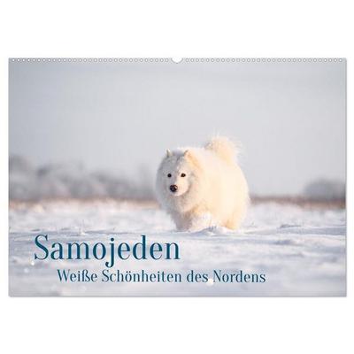Samojeden - Liebenswerte Fellkugeln (Wandkalender 2027 DIN A2 quer), CALVENDO Monatskalender