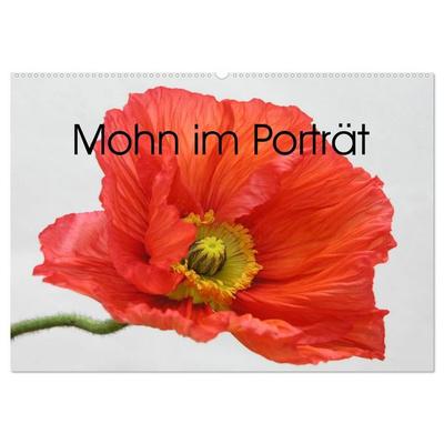Mohn im Porträt (Wandkalender 2026 DIN A2 quer), CALVENDO Monatskalender