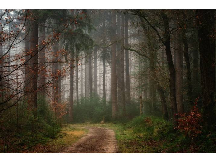 Fototapete PAPERMOON Photo-Art ELLEN BORGGREVE, REVERIES , bunt, B:2,5m L:1,86m, Vlies, Tapeten, Fototapete