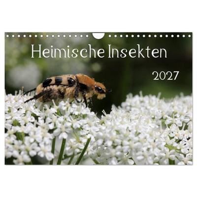 Heimische Insekten 2027 (Wandkalender 2027 DIN A4 quer), CALVENDO Monatskalender