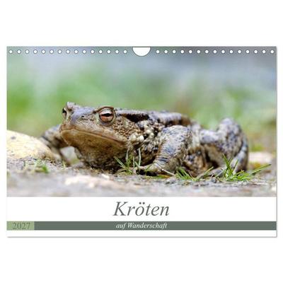 Kröten auf Wanderschaft (Wandkalender 2027 DIN A4 quer), CALVENDO Monatskalender