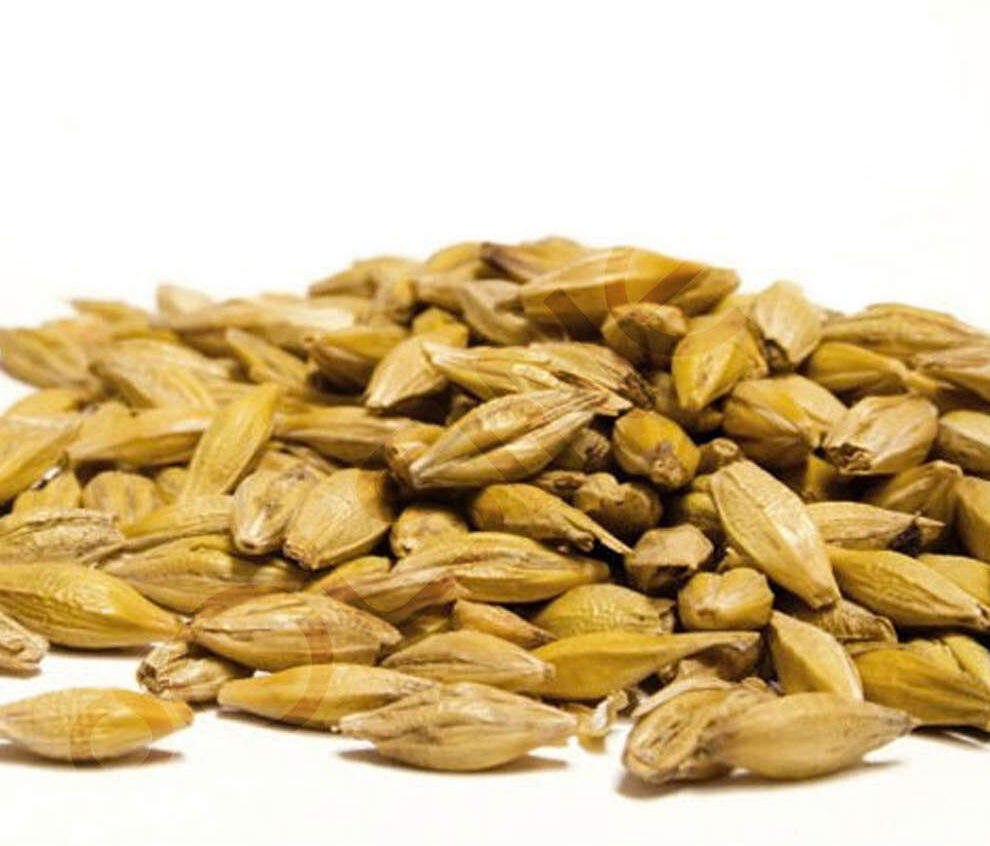 Castle Malting Malto in grani Wheat Blanc (5 kg)