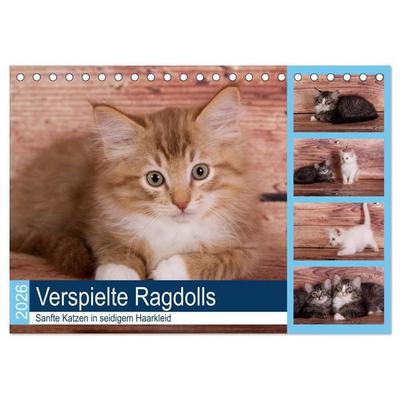 Verspielte Ragdolls - Sanfte Katzen in seidigem Haarkleid (Tischkalender 2026 DIN A5 quer), CALVENDO Monatskalender