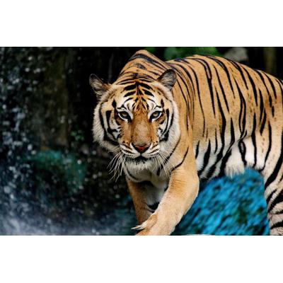 Fototapete PAPERMOON "INDISCHER KÖNIGS-TIGER", bunt, B:2m L:1,49m, Vlies, Tapeten