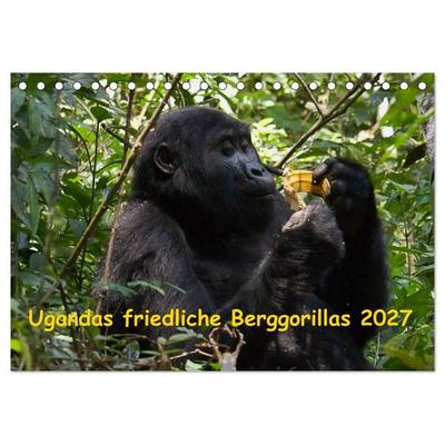 Ugandas friedliche Berggorillas (Tischkalender 2027 DIN A5 quer), CALVENDO Monatskalender