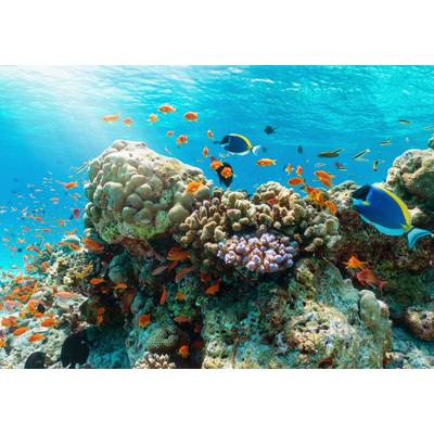 Fototapete PAPERMOON "UNTERWASSER-WELT-GOURAMI FISCHE KORALLE SEE MEER TIERE", bunt, B:5m L:2,8m, Vlies, Tapeten