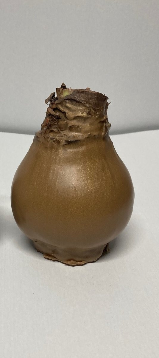 Wax amaryllis goud - wax bol