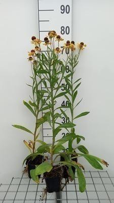 6 x Helenium hybr. Wesergold Zonnebruid - Pot van 9 x 9 cm - GRDplanten