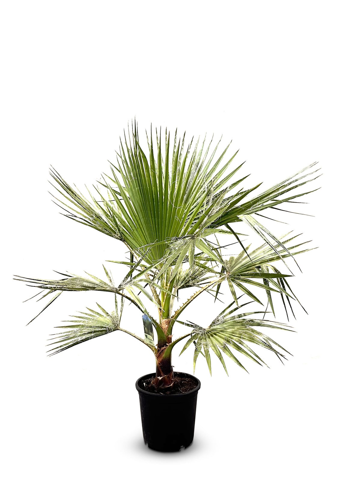 Sunny Tree Washingtonia Robusta Mexicaanse waaierpalm - 140 cm