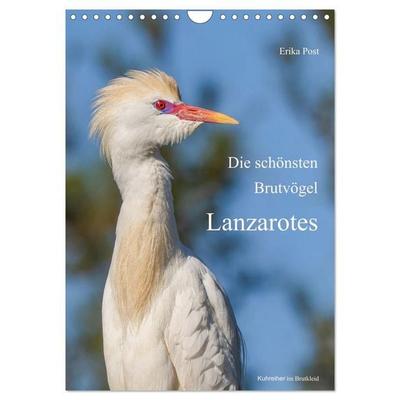 Die schönsten Brutvögel Lanzarotes (Wandkalender 2027 DIN A4 hoch), CALVENDO Monatskalender