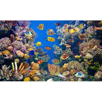 Fototapete PAPERMOON "UNTERWASSER-WELT-FISCHE KORALLE SEE MEER TIERE OZEAN", bunt, B:2m L:1,49m, Vlies, Tapeten